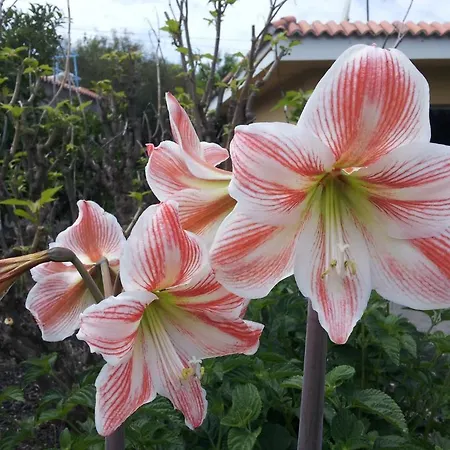 Guanches Prázdninový dům El Paso