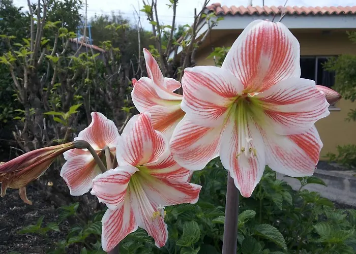 Guanches Semesterbostad El Paso